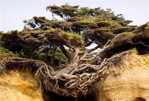 The Tree of Life Kalaloch, Washington