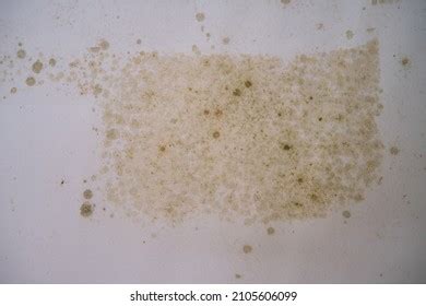 Dampness Mold On Walls Ceilings Stock Photo 2105606099 | Shutterstock