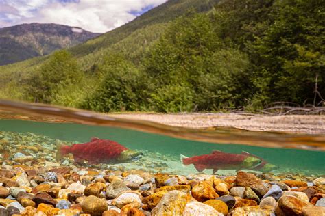 Bold sustained action gives hope for wild Pacific Salmon conservation ...