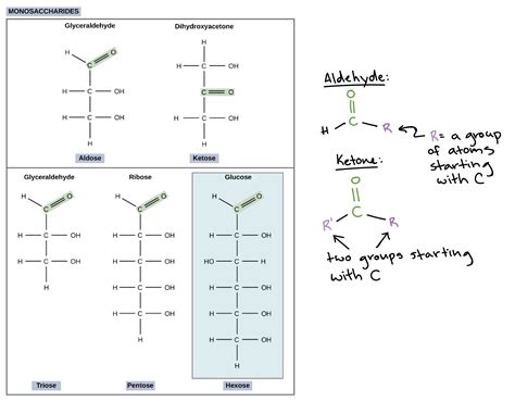 Basic Carbohydrate Chemical Structure