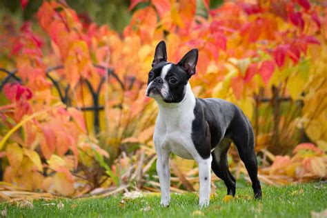 Small Guard Dogs: 21 Little Dogs With A Big Attitude