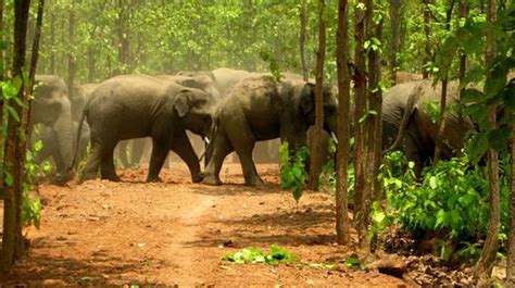 Dalma Wildlife Sanctuary (Jamshedpur) - 2021 What to Know Before You Go ...