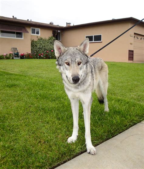 Wolf, Hybrid, dog | Wolf dog, Wolf hybrid, Beautiful dogs