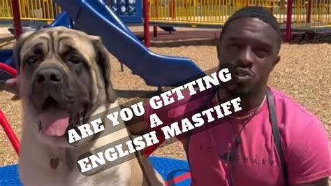 Before You Get A English Mastiff ! - YouTube