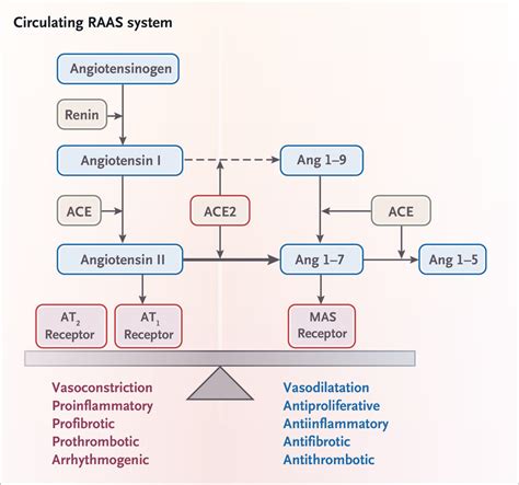 Renin Angiotensin System Ace Inhibitors