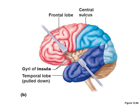 insular cortex | Central nervous system, Hemisphere, Emergency care