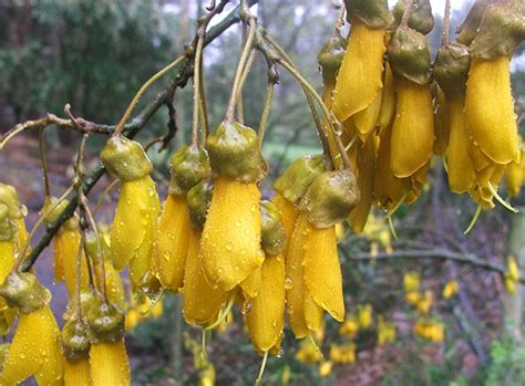 Flowering Kowhai Tree