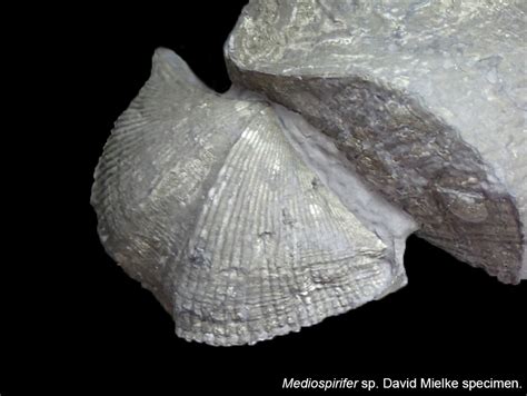 Brachiopod