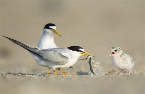 Least Tern - American Bird Conservancy