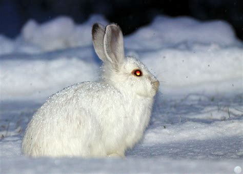 Snowshoe Hare | A Beautiful Animal | The Wildlife