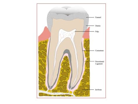 Amelogenesis - Stages of enamel formation