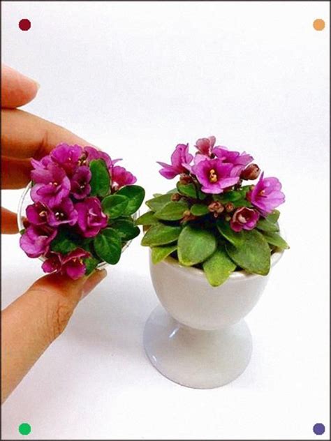 How To Care For Mini African Violets - How To Care Info