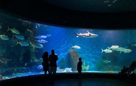 Best Aquariums in the World | Dallas world aquarium, Big aquarium, Aquarium