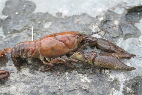 Survival Scenario Snacks: Bugs and Crustaceans | OutdoorHub