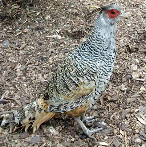 Cheer pheasant - Alchetron, The Free Social Encyclopedia