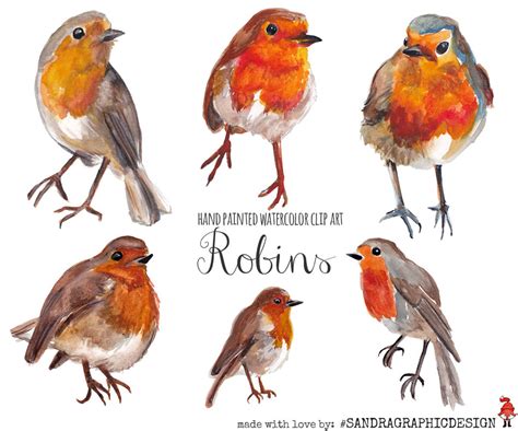 Robin clip art watercolor robins painted by hand birds clip | Etsy