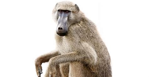 10 Incredible Baboon Facts - AZ Animals