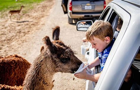 Drive-Thru Safari | Aggieland Safari | Adventure Zoo & Safari Park ...