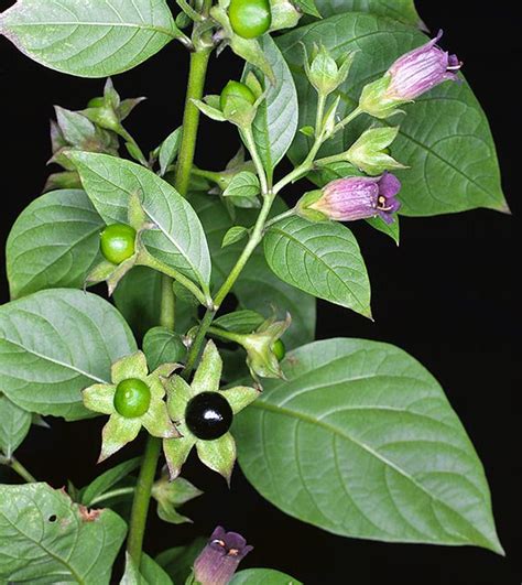 Atropa belladonna - Deadly Nightshade, Atropa Belladonna - Ouriques Farm