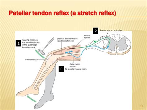 PPT - Spinal Cord reflexes PowerPoint Presentation - ID:2015673