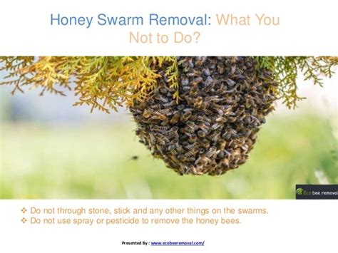 Honey bee swarm removal