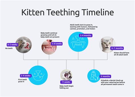 How Many Teeth Do Cats Have And How Do I Care For Them? – Basepaws