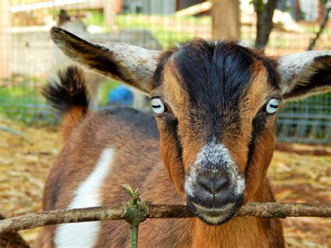 Miniature Goats | Nigerian Dwarf Goats For Sale | Zodiac Mini Goats NSW