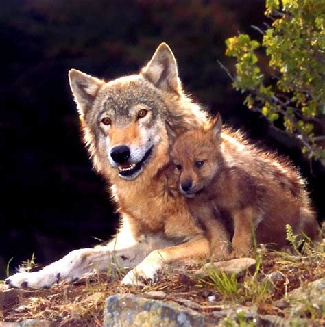 Wolf Pups And Mother