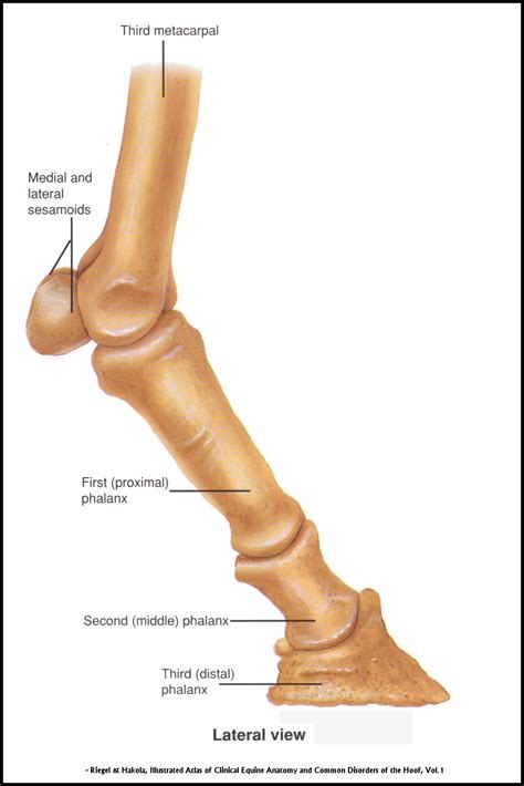 Hoof Angles – Part 3 — Enlightened Equine