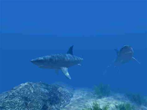 great white sharks habitat