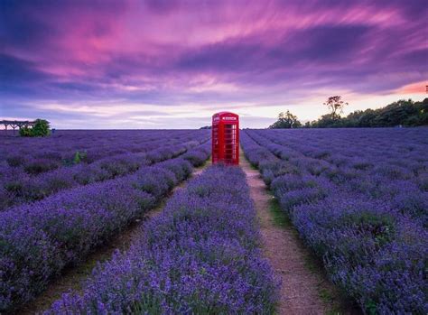 Mayfield lavender farm Farm Photography, London Photography, Lavender Farm, Lavender Fields ...