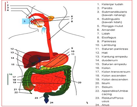 Gambar Sistem Pencernaan Manusia Beserta Fungsinya Lemak Nabati - IMAGESEE