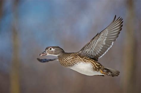 "Flight of the Female Wood Duck" by Daniel Parent | Redbubble