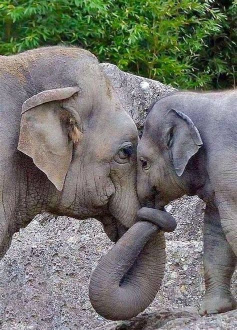 elephant love | Tiere, Elefanten, Niedliche tiere