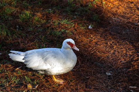 CANARD BLANC DE BARBARIE photo et image | animaux, canard blanc de barbarie, nature Images ...