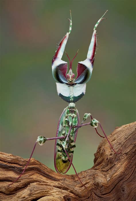 What Are You Dancing For? With a Devil's Flower Mantis