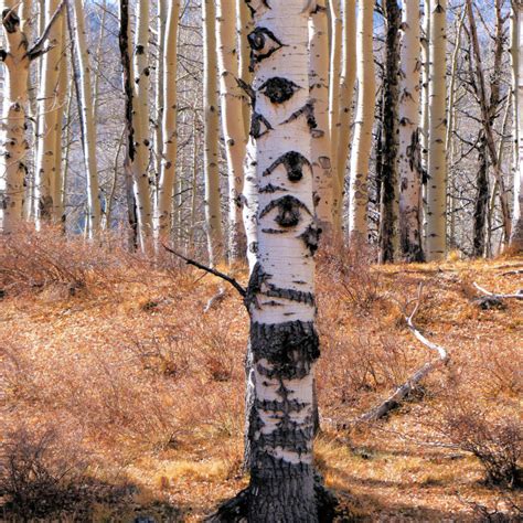 Aspen Tree Eyes Meaning - art-scalawag