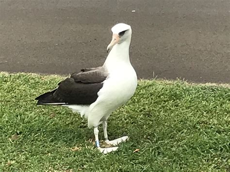 Laysan Albatross: An Unexpected Attraction In Hawaii | WJCT NEWS