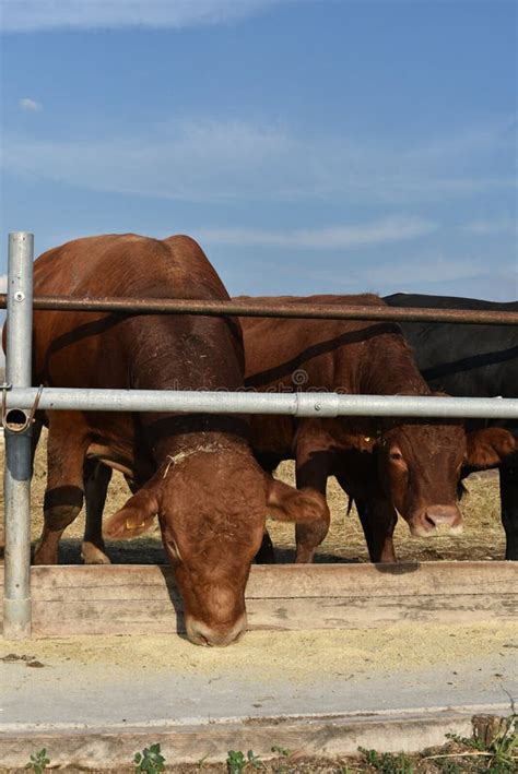 Limousine Bulls on a Farm. Limousine Bulls Spend Time on the Farm Stock Image - Image of bull ...