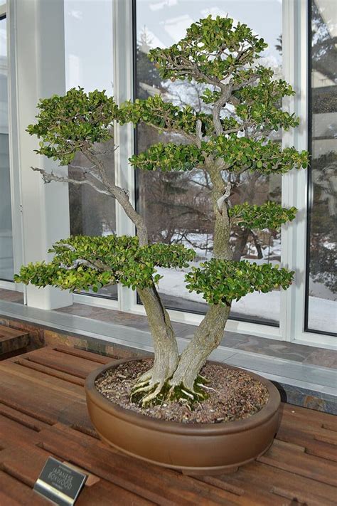 Japanese Boxwood Bonsai Tree Stock Photo - Image of soil, oriental: 36796354