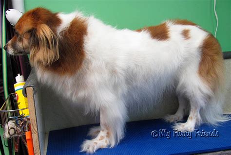 Pet Grooming: The Good, The Bad, & The Furry: Saint Bernard Mix