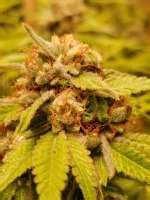 Cherry Diesel (von MTG Seeds) :: Cannabis Sorten Infos