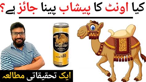 Drinking Camel Urine in Hadith | Should We Use Camel Urine as Medicine & Cure by Hadees | Azeem ...