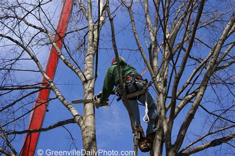 I am a tree hugger! | A tree being removed in downtown Green… | Flickr