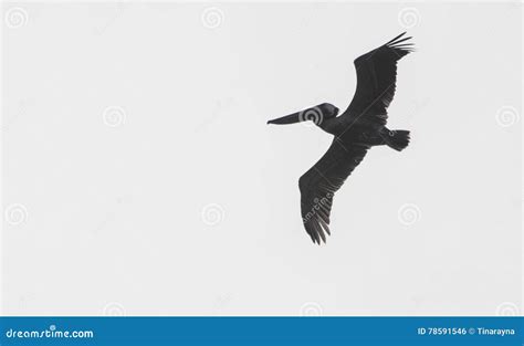 A Solitary Blue Heron Flying Stock Photo - Image of lake, summer: 78591546