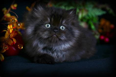 Black Smoke Persian Kitten