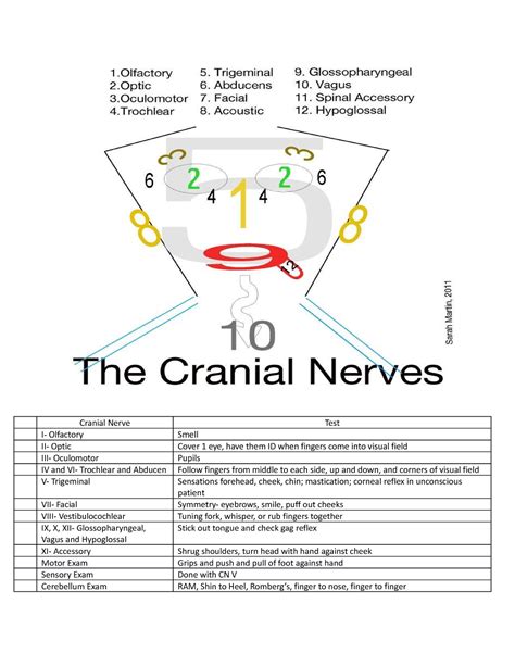 Cranial Nerves Tool- Picture of a Face - Cranial Nerve Test I ...