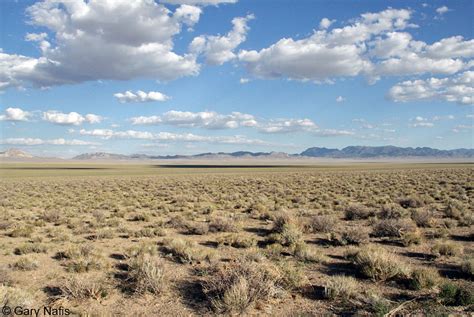 Great Basin Gophersnake - Pituophis catenifer deserticola