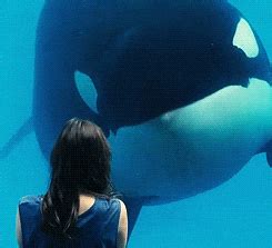 Orca GIFs - Get the best GIF on GIPHY