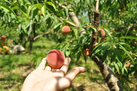 How To Grow A Peach Tree From Planting To Harvest